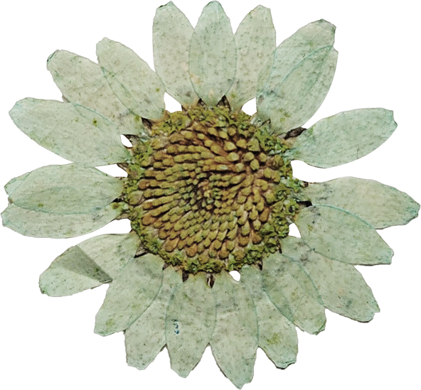 Pressed White Sunflower