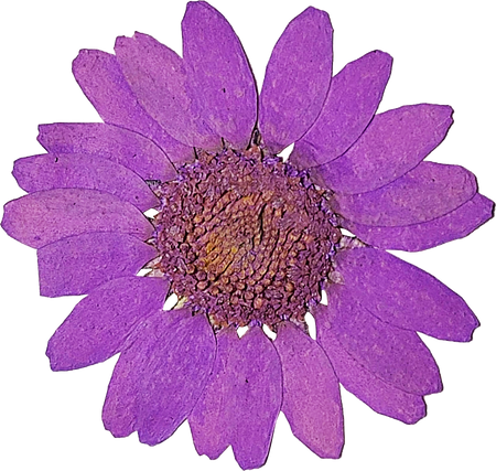 Pressed Purple Flower