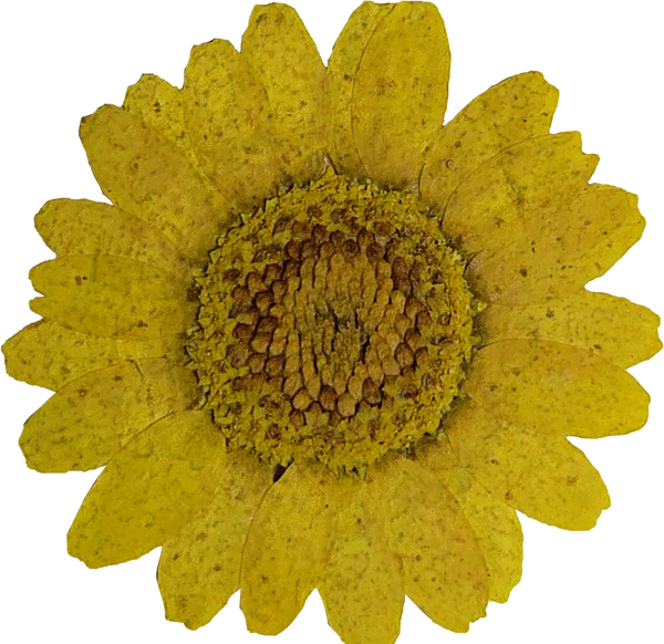 Pressed Yellow Sunflower
