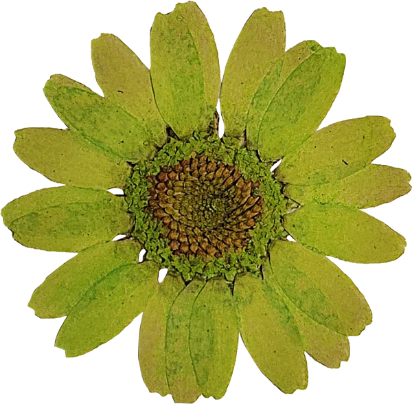 Green Pressed Flower
