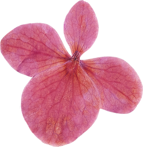 Pressed Pink Flower