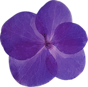 Purple Pressed Flower