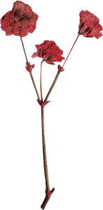 Pressed Delicate Flowers