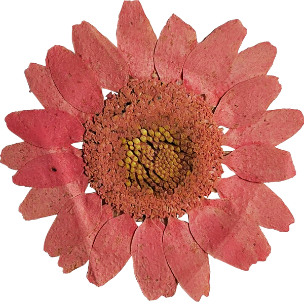 Pressed Red Flower
