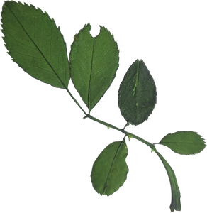 Dried and Pressed Leaves