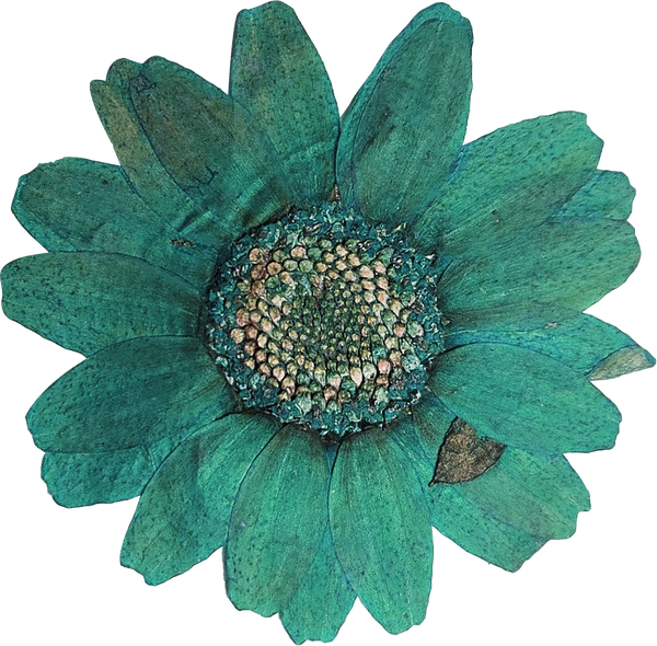 Pressed Green Flower