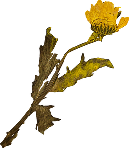 Pressed Yellow Dandelion