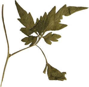 Dried and Pressed Leaves
